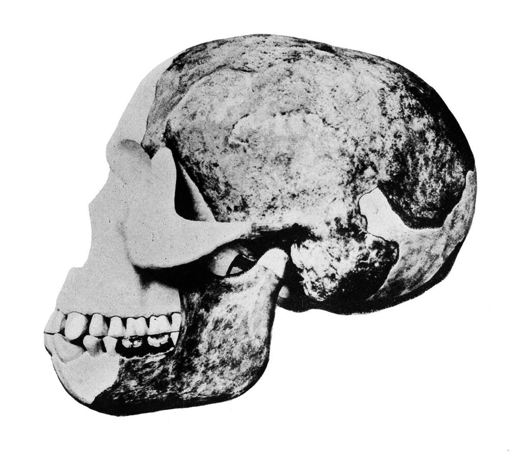 Skull_of_the__Eoanthropus_Dawsoni__Piltdown_Man_Wellcome_M0013579.jpg