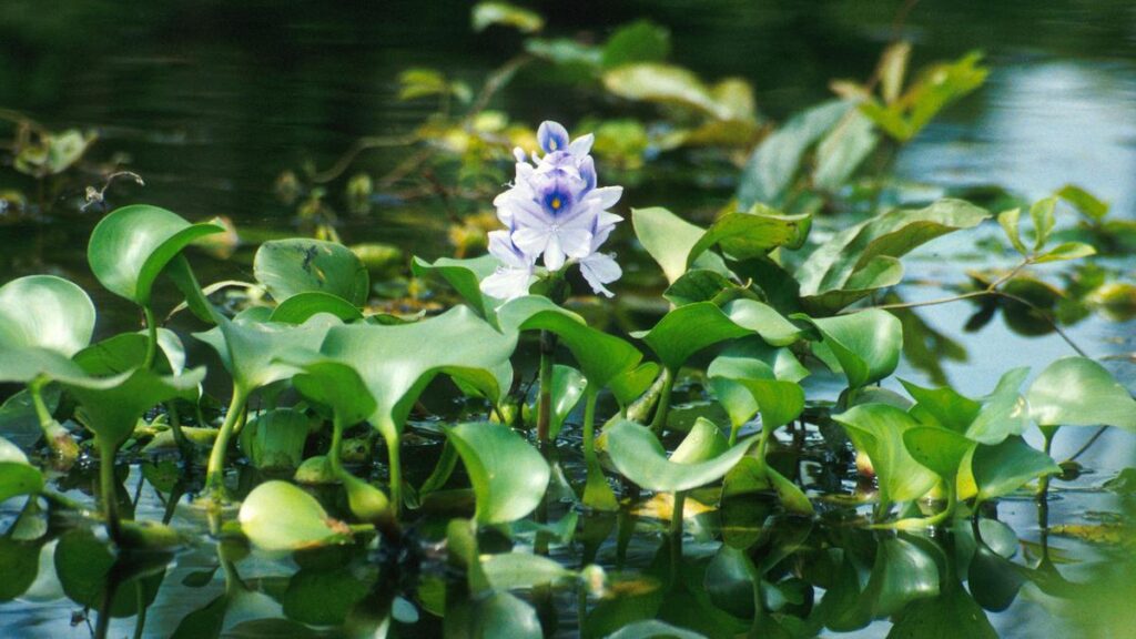 Water_hyacinth.jpg