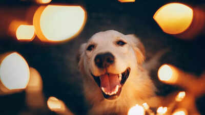 dog-diwali.jpg