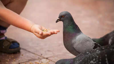 feeding-pigeons-could-harm-your-health-know-the-hidden-health-risk-and-awareness-tips.jpg