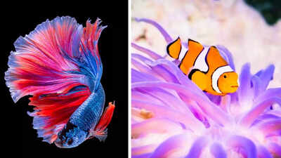 fish-2.jpg