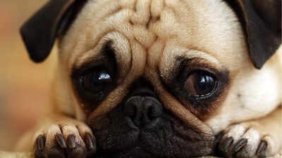how-to-protect-your-dogs-from-loud-fireworks-and-cracker-sounds-tips-to-keep-them-calm.jpg