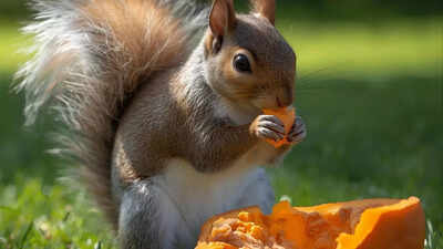 keep-squirrels-away-from-your-halloween-pumpkins-easy-and-natural-remedies.jpg