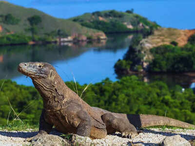 komodo-dragon.jpg