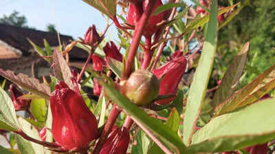 roselle-gardening-at-home-tips-for-healthy-plants-and-harvest.jpg