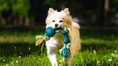 why-playing-fetch-is-good-for-dogs-and-owners-physical-and-mental-health-benefits.jpg