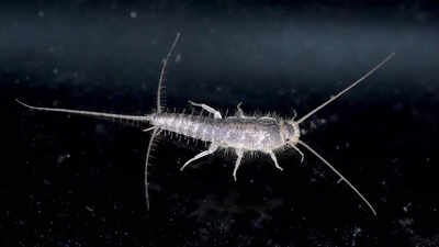 6-effective-ways-to-remove-silverfish-and-protect-your-home.jpg