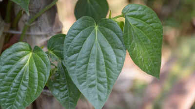 7-health-benefits-of-betel-leaves-how-they-support-blood-sugar-levels-oral-health-liver-protection-a.jpeg
