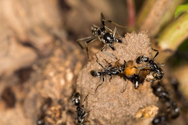 Megaponera_analis_raiding_termites.jpg