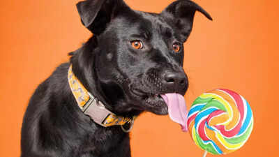 are-sugary-treats-safe-for-dogs-health-risks-effects-and-safe-alternatives.jpg