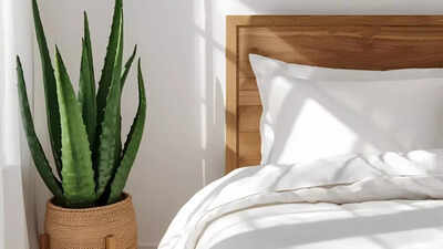 how-an-aloe-vera-plant-near-your-bed-can-improve-sleep-and-indoor-air-quality.jpg