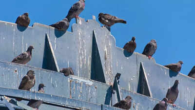 how-to-clean-pigeon-poop-from-your-balcony-effective-tips-to-remove-droppings.jpg