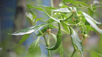 how-to-grow-fresh-green-chillies-at-home-easy-pot-gardening-tips-for-a-fresh-harvest.jpg
