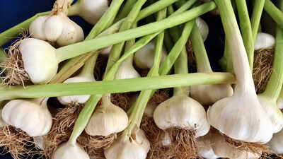 how-to-grow-garlic-indoors-successfully-for-flavourful-nutritious-bulbs-and-greens.jpg