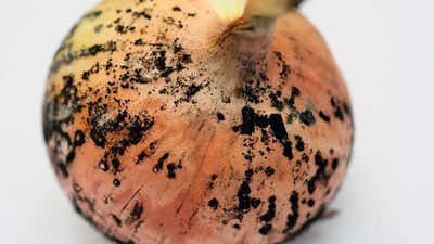 is-it-safe-to-consume-onions-with-black-marks-on-them-understanding-health-risks-and-ideal-storage.j.jpeg