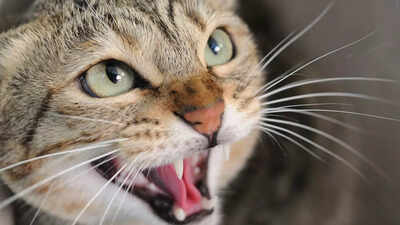 is-your-cat-angry-or-scared-what-cat-hissing-actually-means.jpg