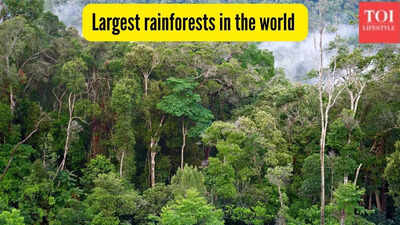 largest-rainforests-in-the-world.jpg