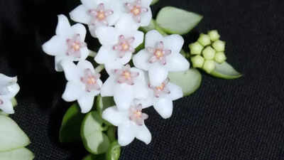 rare-hoya-species-discovered-in-arunachal-pradesh-forests-for-the-first-time-in-india-heres-what-mak.jpeg