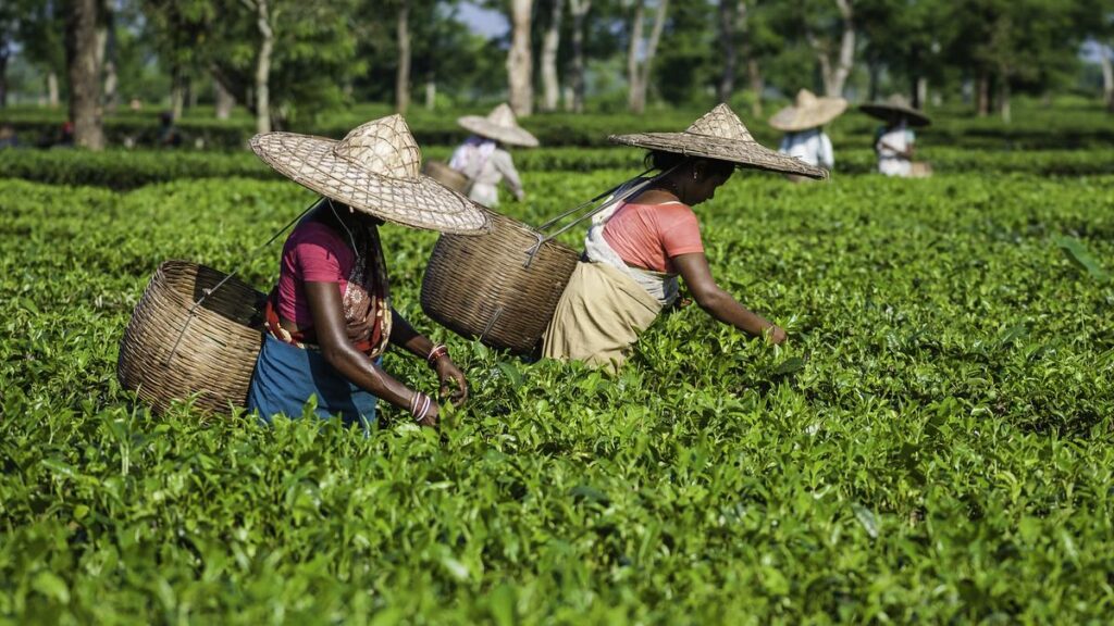 tea20plantation.jpg
