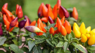 tips-to-grow-capsicum-in-a-pot-6-easy-steps-for-healthy-bell-peppers-at-home.jpg