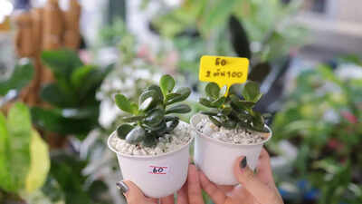 10-jade-plant-varieties-to-brighten-your-home-with-colour-and-positive-energy.jpg