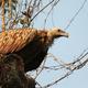 17SM1vulture-Kaziranga.jpeg