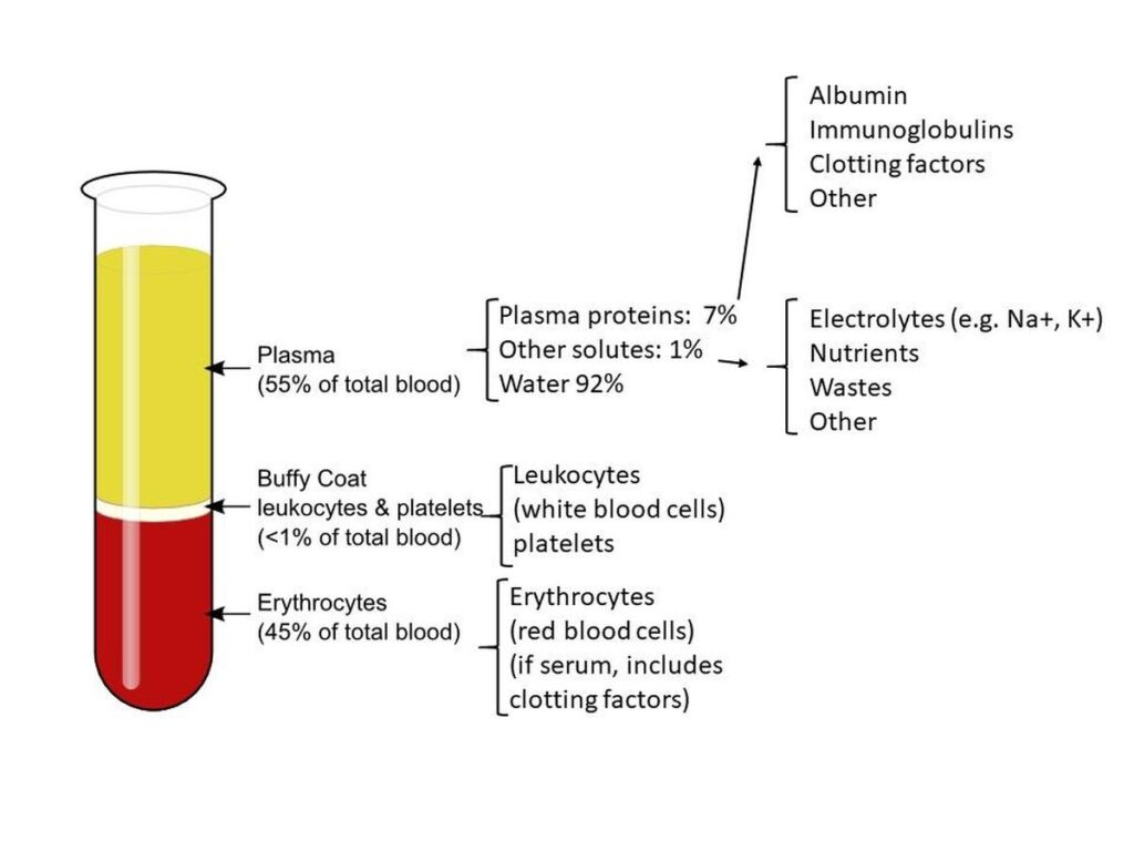 21istb20Components_of_blood.jpg