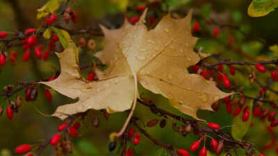 berberine-the-viral-natures-ozempic-for-weight-loss-heres-what-the-research-actually-says.jpg