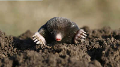 daily-mistakes-that-could-be-attracting-moles-to-your-gardens-and-lawns.jpg