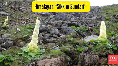 himalayan-sikkim-sundari.jpg