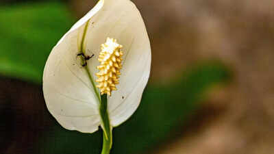 how-often-does-a-peace-lily-need-to-be-fertilised-to-stay-healthy-and-blooming.jpg