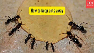 how-to-keep-ants-away.jpg