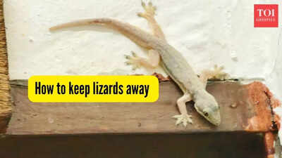 how-to-keep-lizards-away.jpg