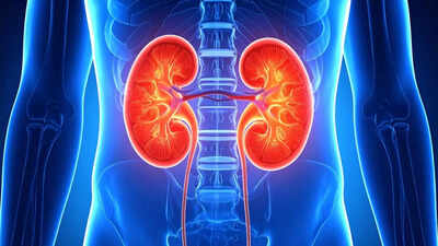 reverse-kidney-damage-a-breakthrough-treatment-that-may-transform-kidney-treatment.jpg