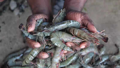 shrimp.jpg