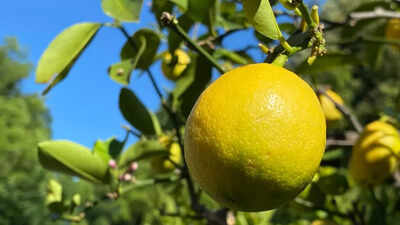 this-variety-of-lemon-is-surprisingly-easy-to-grow-inside-your-home.jpg