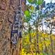 trailguard20camer20unit202.JPG