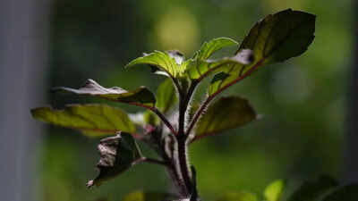 tulsi-for-diabetes-how-holy-basil-supports-blood-sugar-control-improves-insulin-sensitivity-reduces.jpeg
