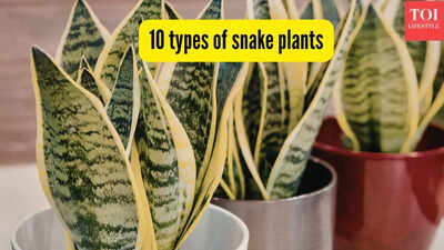 10-types-of-snake-plants.jpg