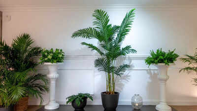 7-indoor-plants-to-get-rid-of-bathroom-odour-naturally.jpg