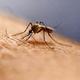 IMG_Mosquitoes_Health_an_2_1_9GDJPOGH.jpg