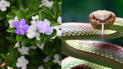 does-raat-rani-really-attract-snakes-into-your-home-gardens.jpg