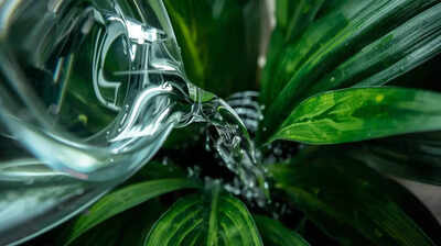 dont-throw-away-aquarium-water-it-may-help-plants-grow-without-fertiliser.jpg