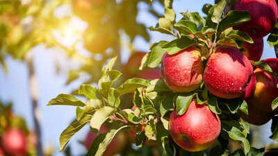 farmers-in-himachal-are-using-ice-in-their-apple-orchards-know-the-reason-behind-and-whats-happening.jpeg