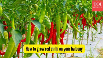 grow-red-chilli-on-your-balcony.jpg