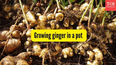 growing-ginger-in-a-pot.jpg