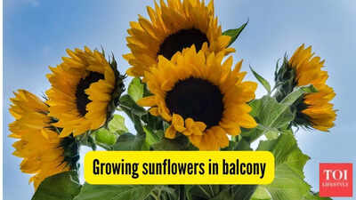 growing-sunflowers-in-balcony.jpg