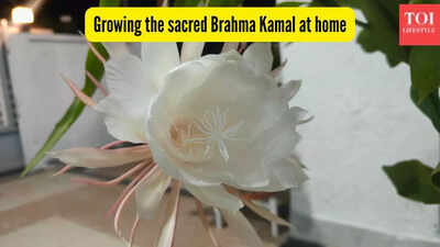 growing-the-sacred-brahma-kamal-at-home.jpg