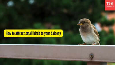how-to-attract-small-birds-to-your-balcony.jpg