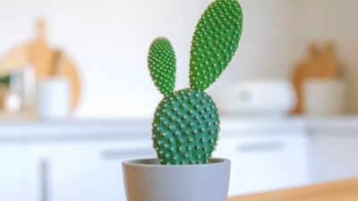how-to-grow-and-care-for-a-bunny-ear-cactus-at-home.jpg